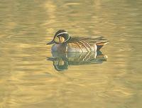 Baikal Teal