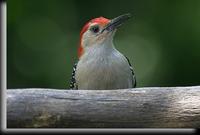 Red-bellied Woodpecker, Dobbs Ferr, NY