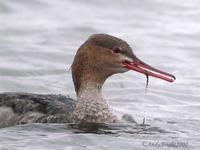 Red-Breasted Merganser