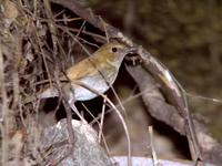 울새 Erithacus sibilans | Swinhoe's bushrobin(pseudorobin)