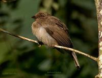 Red-eyed Bulbul