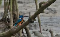 blue-eared-kingfisher