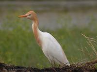 Cattle Egret Bubulcus ibis 황로