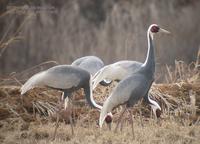 White-naped Crane Grus vipeo 재두루미