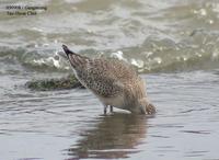 Red Knot Calidris canutus 붉은가슴도요