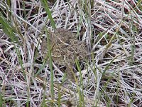 Wyoming Toad