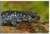 : Ambystoma laterale; Blue-spotted Salamander