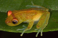 : Hyla sp.