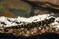 : Neurergus strauchii strauchii; Strauch's Spotted Newt