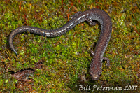 : Plethodon electromorphus; Northern Ravine Salamander
