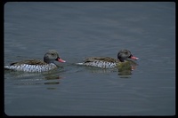 : Anas capensis; Cape Teal, Cape Wigeon