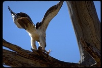 : Aquila rapax; Tawny Eagle