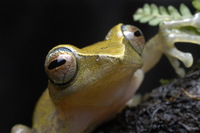 : Rhacophorus angulirostris