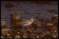 : Catoptrophorus semipalmatus; Willet