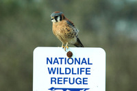 : Falco sparverius; American Kestrel