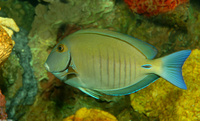 : Acanthurus chirurgus; Doctorfish