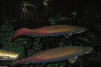 : Arapaima gigas; Arapaima