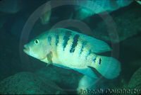 : Cichlasoma festae; Red Terror