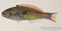 : Thalassoma quinquevittatum