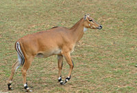 : Boselaphus tragocamelus; Nilgai