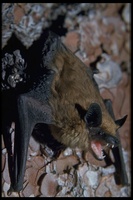 : Eptesicus fuscus; Big Brown Bats