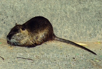 : Myocastor coypus; Nutria, Coypu