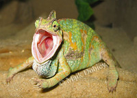 : Chamaeleo calyptratus; Veiled Chameleon