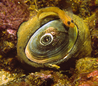 : Megathura crenulata; Giant Keyhole Limpet;