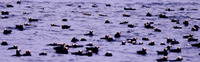 ...Dense rafts of Tufted Puffins (Fratercula cirrhata) mark the strong tidal rips that swirl around