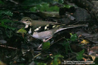 Forest Wagtail Scientific name - Dendronanthus indicus