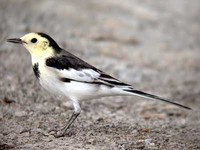 알락할미새 Motacilla alba | white wagtail