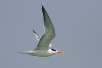 Lesser crested Tern