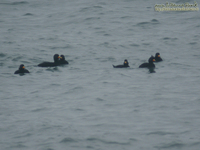 Fig. 01 검둥오리 Black Scotre(Common Scoter)