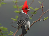 Red-crested Cardinal