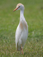 Cattle Egret