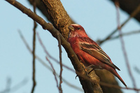 Pallas's Rosefinch Carpodacus roseus