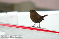 Fig. 6. Winter Wren : 굴뚝새