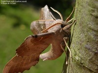 Poppelsværmer (Laothoe populi)