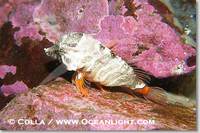 ...Image 13731, Grunt sculpin.  Grunt sculpin have evolved into its strange shape to fit within a g