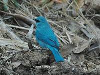 Verditer Flycatcher » Eumyias thalassinus