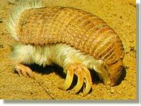 Pink Fairy Armadillo