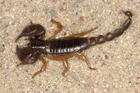 Scorpio maurus