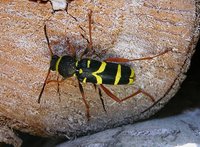 Clytus arietis arietis