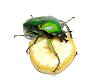 Taurhina stanleyi