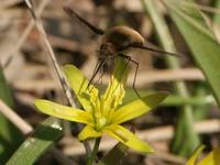 Bombylius major - Greater Bee Fly