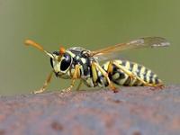 Polistes dominulus