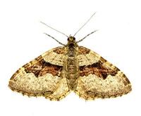 Xanthorhoe designata - Flame Carpet