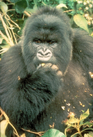 Mountain gorilla (Gorilla beringei beringei)