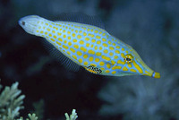 Oxymonacanthus longirostris, Harlequin filefish: aquarium