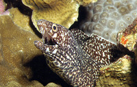 Gymnothorax moringa, Spotted moray: fisheries, aquarium